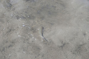 released whiting 1